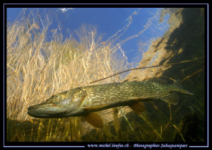 Pike Fishes are back... Que du bnnheur... :O)... by Michel Lonfat 